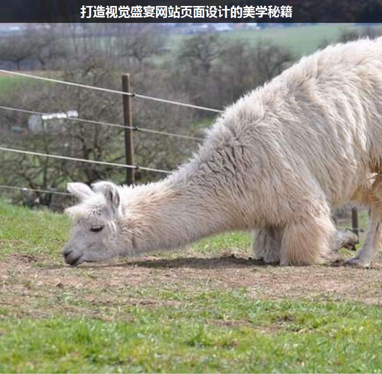 打造視覺盛宴網站頁面設計的美學秘籍